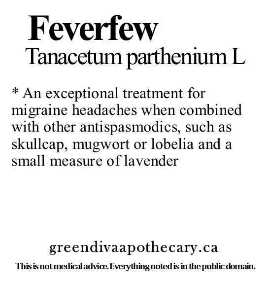 Organic Farmacopia: Feverfew