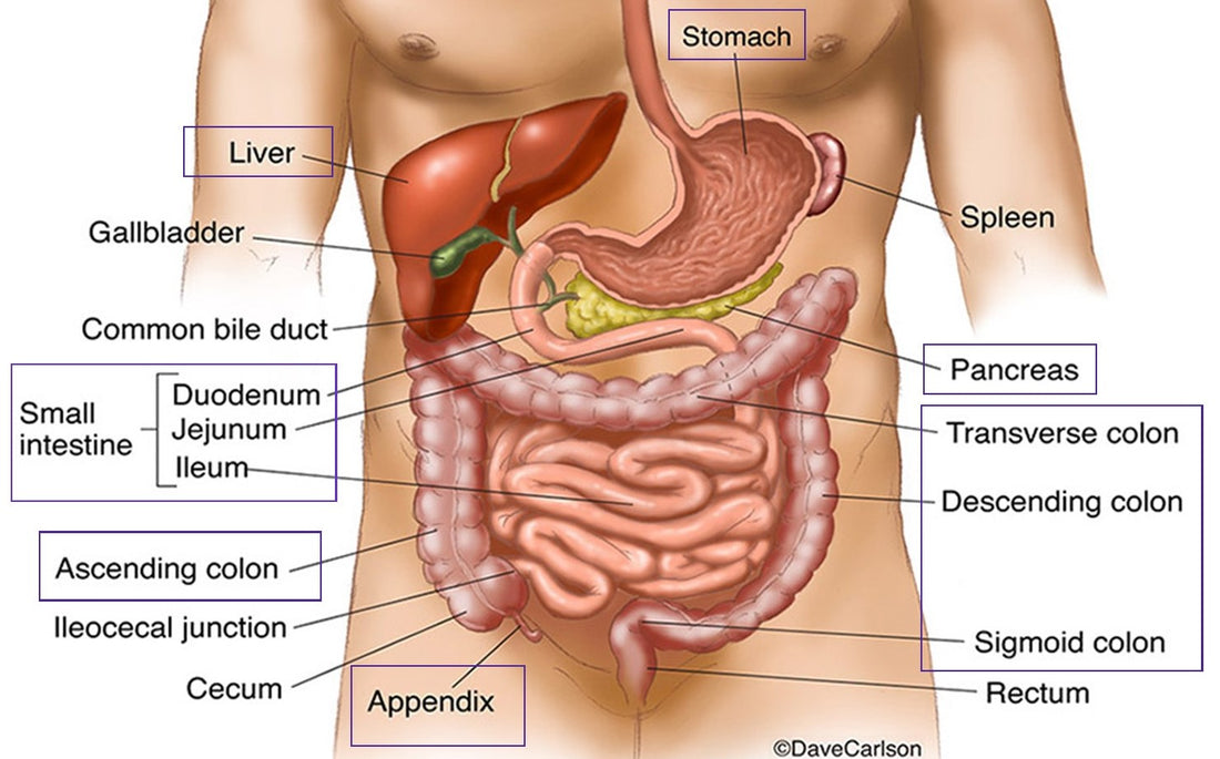 Bile: What Is It? What does It Do? Might I Need it?