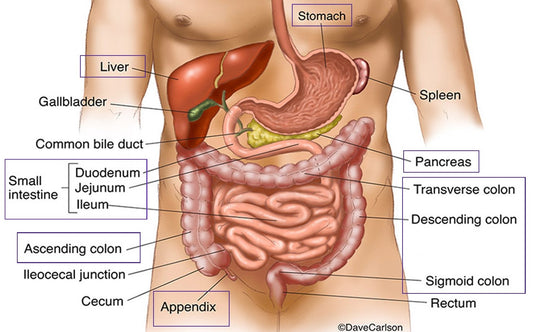 Bile: What Is It? What does It Do? Might I Need it?