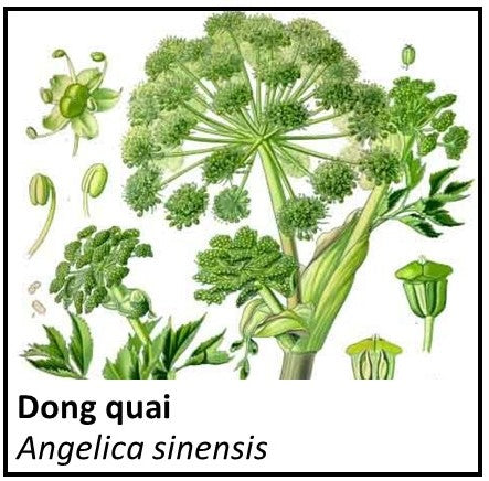 Herbs for Rebalancing Hormones