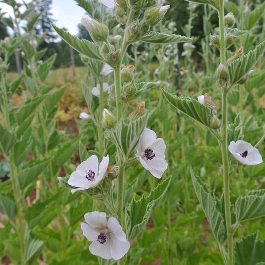 Finest Organic Ingredients