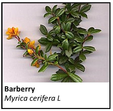Organic Farmacopia: Barberry