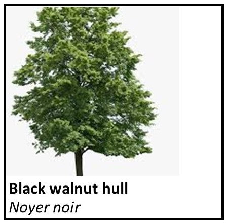 Organic Farmacopia: Black Walnut hull