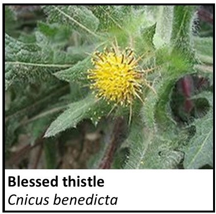 Organic Farmacopia: Blessed thistle
