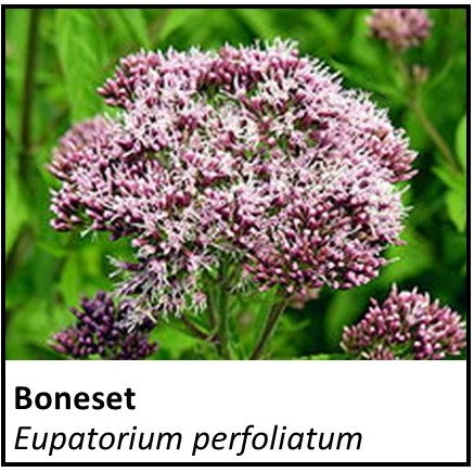 Organic Farmacopia: Boneset