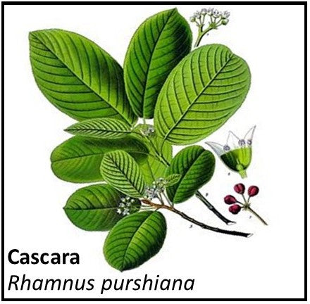 Organic Farmacopia: Cascara