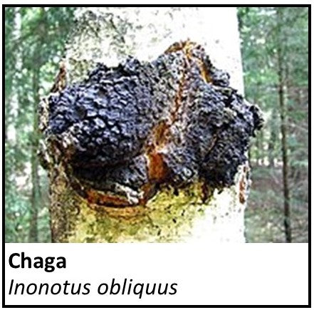 Organic Farmacopia: Mushroom-Chaga