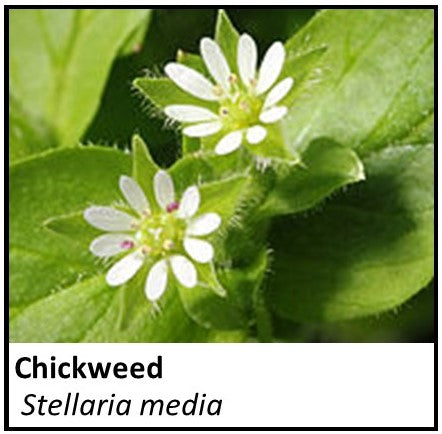 Organic Farmacopia: Chickweed
