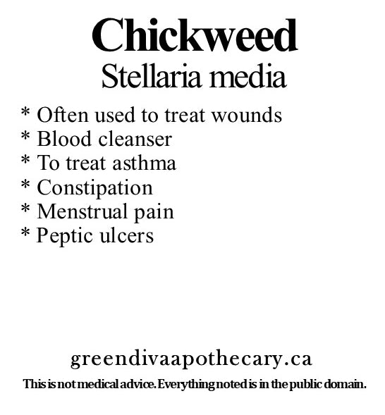 Organic Farmacopia: Chickweed