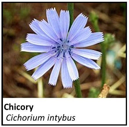 Organic Farmacopia: Chicory roasted