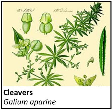 Organic Farmacopia: Cleavers