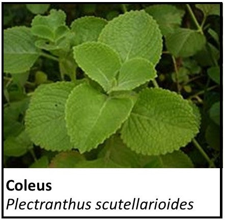 Organic Farmacopia: Coleus