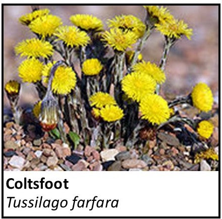 Organic Farmacopia: Coltsfoot