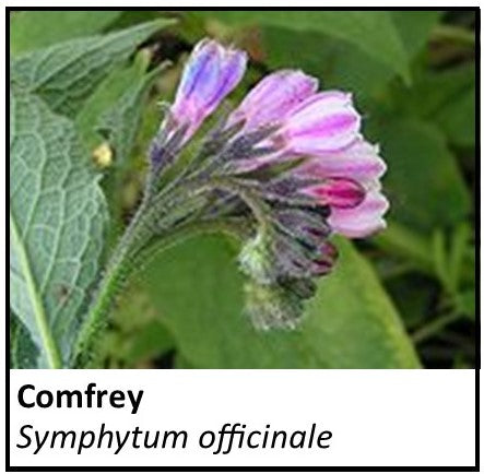 Organic Farmacopia: Comfrey