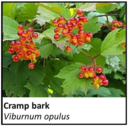 Organic Farmacopia: Cramp bark