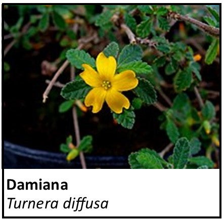 Organic Farmacopia: Damiana
