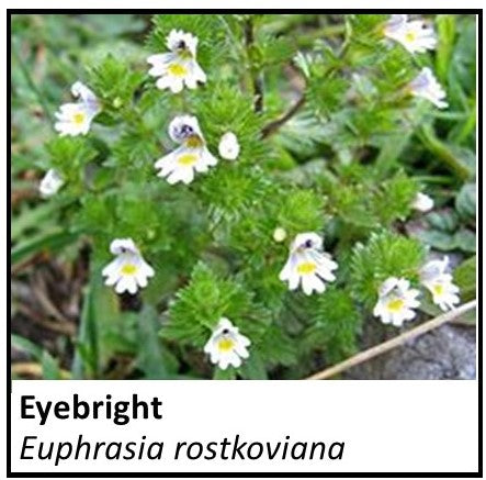 Organic Farmacopia: Eyebright