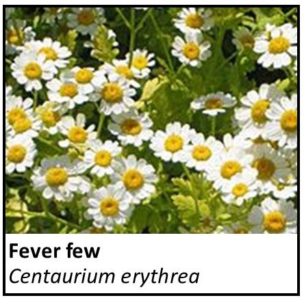 Organic Farmacopia: Feverfew