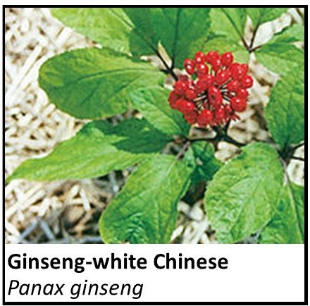 Organic Farmacopia: Ginseng-White Chinese (panax)