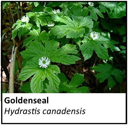 Organic Farmacopia: Goldenseal