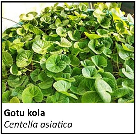Organic Farmacopia: Gotu kola