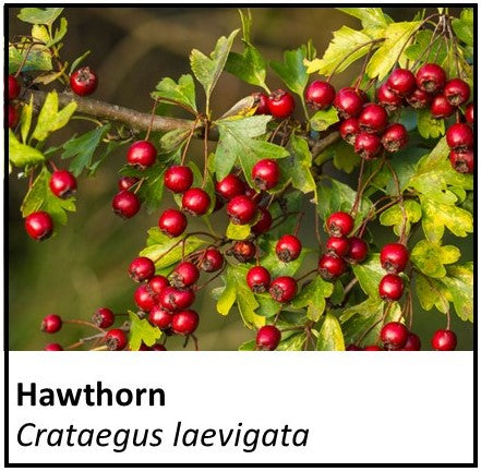 Organic Farmacopia: Hawthorn leaf and berry