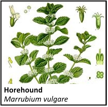 Organic Farmacopia: Horehound, white