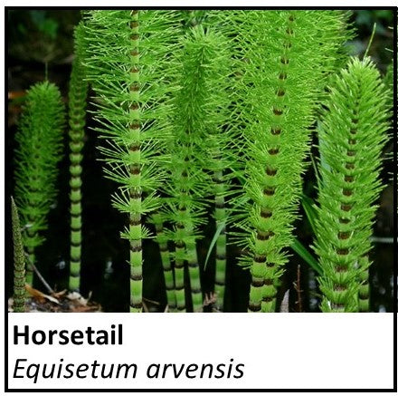 Organic Farmacopia: Horsetail