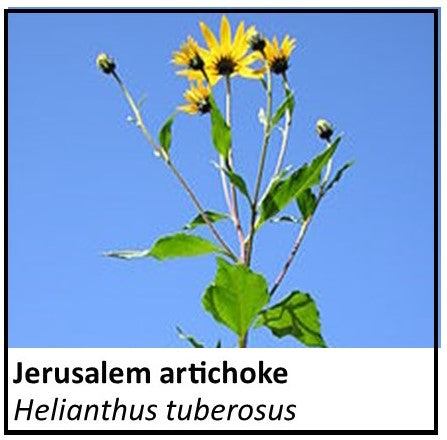 Organic Farmacopia: Jerusalem artichoke powder (inulin)