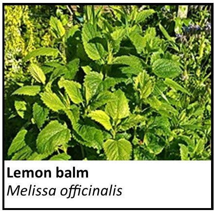 Organic Farmacopia: Lemon balm