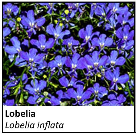 Organic Farmacopia: Lobelia