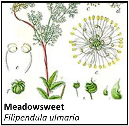 Organic Farmacopia: Meadowsweet
