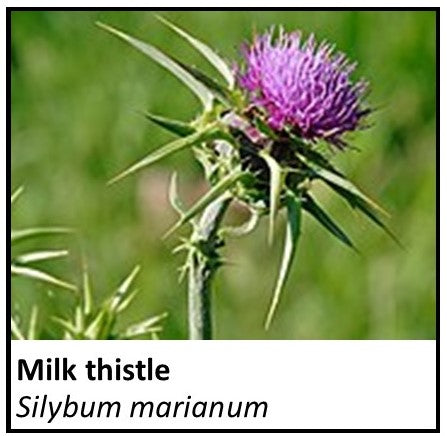 Organic Farmacopia: Milk thistle