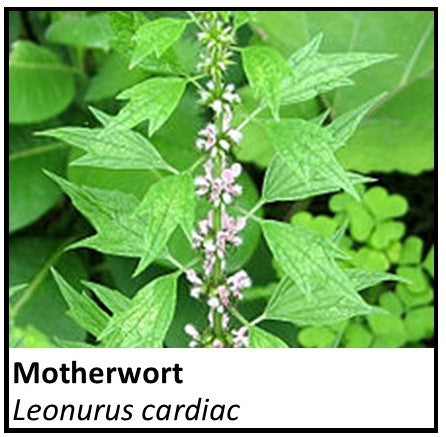 Organic Farmacopia: Motherwort