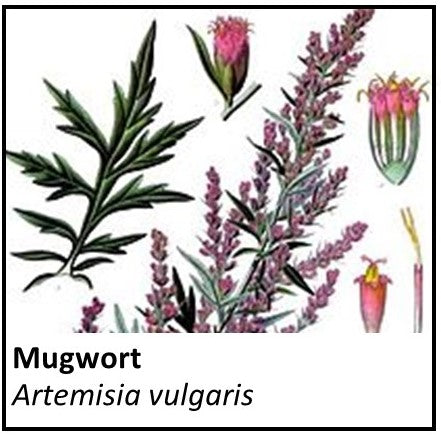 Organic Farmacopia: Mugwort