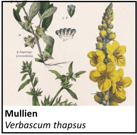 Organic Farmacopia: Mullien leaf
