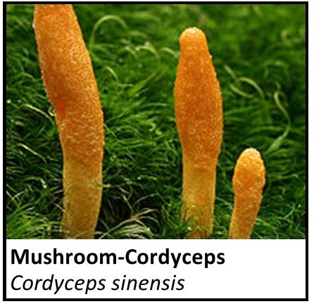 Organic Farmacopia: Mushroom-Cordyceps