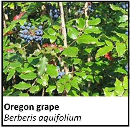 Organic Farmacopia: Oregon grape