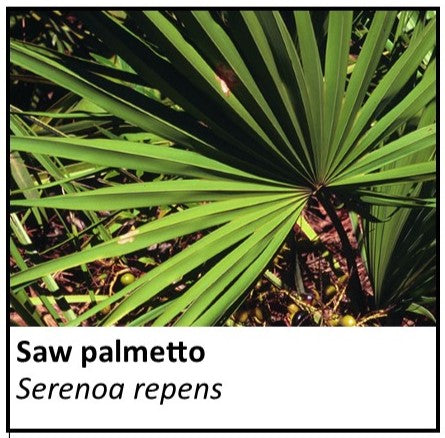 Organic Farmacopia: Saw palmetto