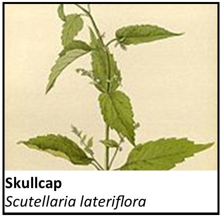 Organic Farmacopia: Skullcap
