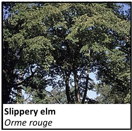 Organic Farmacopia: Slippery elm