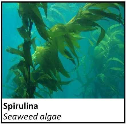 Organic Farmacopia: Spirulina