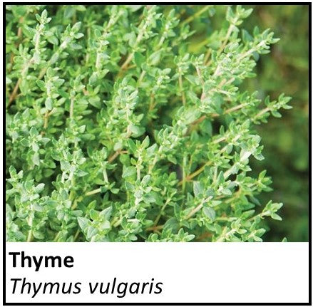 Organic Farmacopia: Thyme