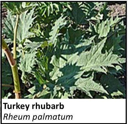 Organic Farmacopia: Turkey rhubarb