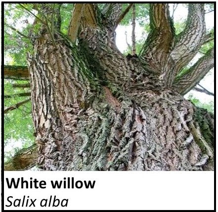 Organic Farmacopia: White willow