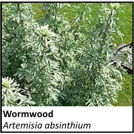 Organic Farmacopia: Wormwood