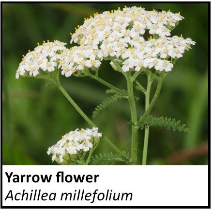 Organic Farmacopia: Yarrow