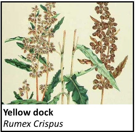 Organic Farmacopia: Yellow dock