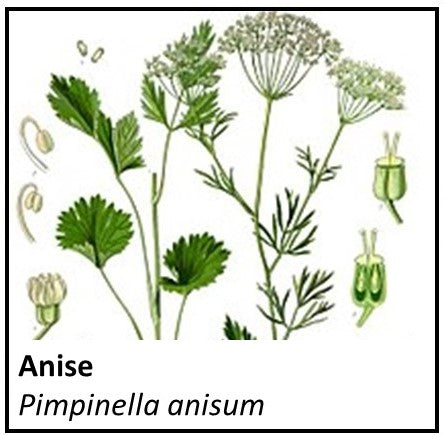 Organic Farmacopia: Anise seed